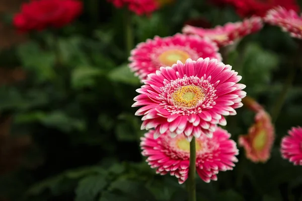 美しいカラフルなピンク トランスバール ヒナギク花が咲き春の庭 春の花で装飾的な壁紙 自然ポスターの美しさ 鮮やかな自然の色 — ストック写真