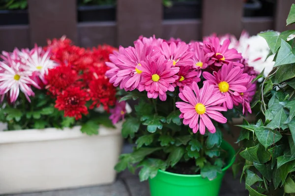 Flores Decorativas Gerberas Rosadas Macetas Buenos Detalles Naturales Para Decorar —  Fotos de Stock