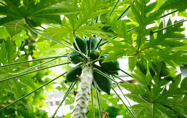 Árvore Tropical Rara Carica Papaya Cultivada Jardim Botânico Greenhouse Exotic — Fotografia de Stock