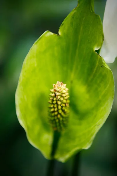 Botanic garden plant in close up.Exotic green flower bloom in greenhouse.Vertical macro shot