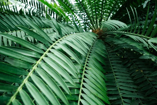 Rare exotic plant grow in botanic greenhouse.Tropical plant leaves in macro close up.Botanical garden collection on unique green plants