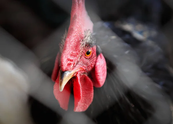 Big black rooster with red crest on head. Portrait of domestic bird in chicken poultry.Incubator for birds at farm