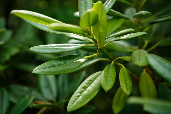 Piante Esotiche Tropicali Verdi Crescono Serra Soleggiata Giardino Botanico Macro — Foto Stock