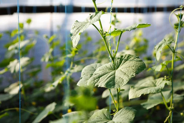 Groene Komkommer Spruiten Kweken Kas Zonnige Warme Huis Met Groene — Stockfoto