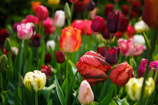 Belles Fleurs Tulipes Fleurissent Dans Jardin Printemps Papier Peint Décoratif — Photo