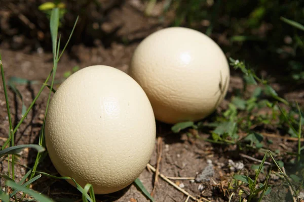 Par Huevos Grandes Avestruz Enteros Parque Safari Comida Cruda Extoica — Foto de Stock