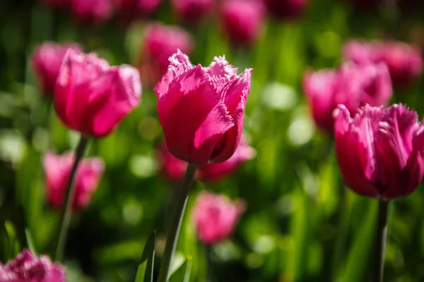 Hermosas Flores Tulipanes Florecen Jardín Primavera Papel Pintado Decorativo Con —  Fotos de Stock