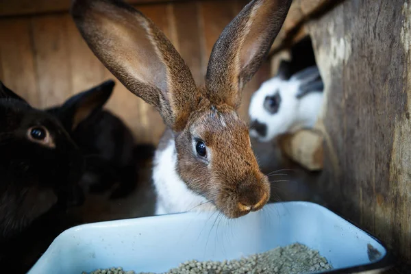 Крупный План Домашних Кроликов Клетке Животноводческой Ферме — стоковое фото