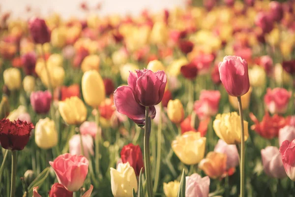 Bellissimi Fiori Tulipani Fioriscono Nel Giardino Primaverile Carta Parati Decorativa — Foto Stock