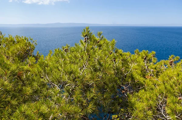 Colorful Green Fir Trees Grow Mountain Croatia Vibrant Pine Tree — Stock Photo, Image