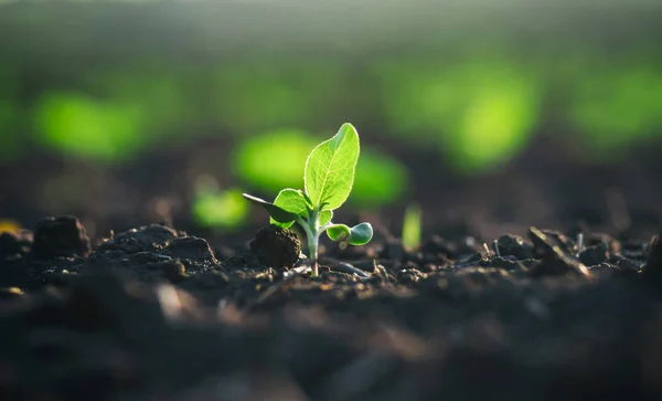 Gewas Geplant Rijke Bodem Krijgen Onder Zon Snel Rijp — Stockfoto