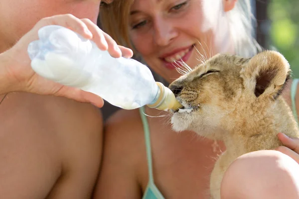 Fotocollectie Van Twee Maand Oude Mannetjes Leeuw Cub Heel Schattig — Stockfoto