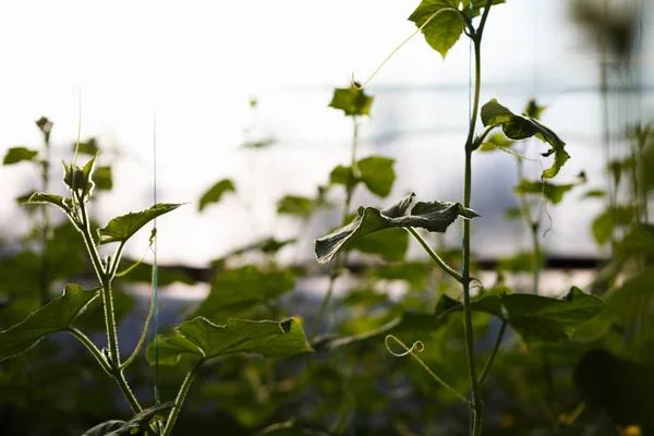 Green cucumber sprouts growing in greenhouse. Sunny hot house with green crops growing in the sun. Natural organic food grow indoor. Farm glasshouse background.