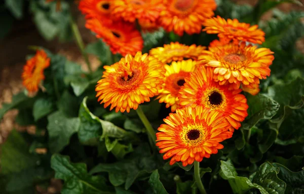 美しいカラフルなオレンジ トランスバール デイジー花が咲き春の庭 春にはガーベラの花の花で装飾的な壁紙 自然ポスターの美しさ 鮮やかな自然の色 — ストック写真