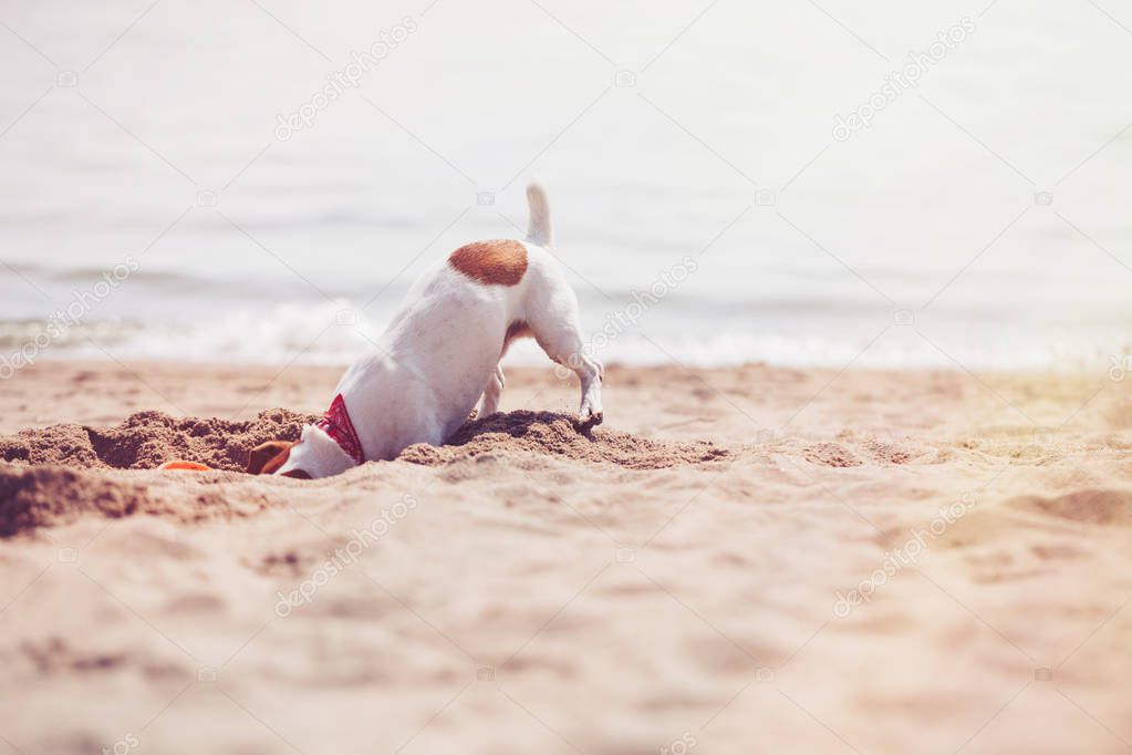 Small Jack Russell puppy playing with frisbee disc on the beach digging sand. Cute small domestic dog, good friend for a family and kids. Friendly and playful canine breed