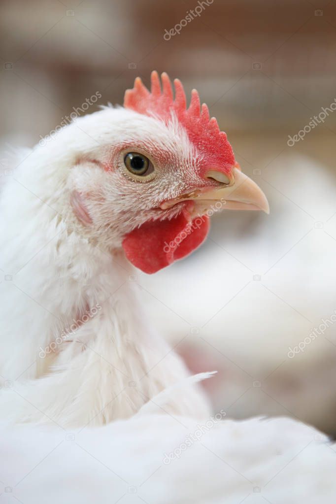 Close up shot of white hen in chicken poultry farm. Domestic white bird in incubator