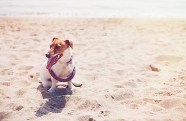 Küçük Jack Russell köpek sahilde oyuncakla oynamak. Sevimli küçük yerli köpek, bir aile ve çocuklar için iyi arkadaş. Samimi ve eğlenceli köpek doğurmak