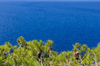 Güzel yeşil çam ağaçları ve zemin üzerine mavi okyanus su. Hedef arka plan seyahat. Croatia.Deep mavi Adriyatik Denizi su muhteşem doğa güneş parlar. Metin cruise reklam için yer