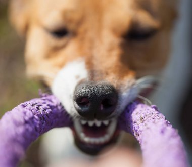 Yeşil park çektirme oyuncakla oynamak Jack Russell köpek yavrusu. Sevimli küçük yerli köpek, bir aile ve çocuklar için iyi arkadaş. Köpek doğurmak kolay ve eğlenceli. Burnuna yakın çekim
