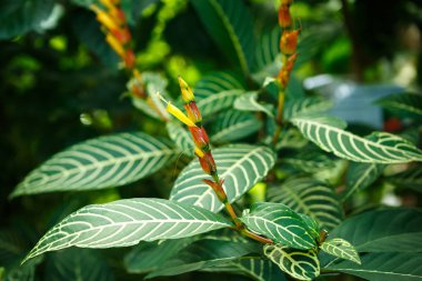 Egzotik tropik yeşil bitkiler botanik bahçesi güneşli serada büyümek. Makro yakın çekim nadir bitki botanik glasshouse ekili.