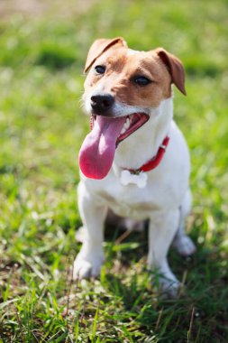 Yeşil parkta ağır nefes alan küçük Jack Russell 'ın portresi. Köpekçik pembe dilli kameraya bakıyor. Şirin küçük bir evcil köpek, aile ve çocuklar için iyi bir arkadaş. Dost canlısı ve neşeli köpek cinsi.