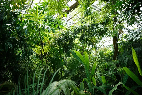 Planta Exótica Rara Lambertii Klotzsc Cultivada Invernadero Jardín Botánico Plantas —  Fotos de Stock