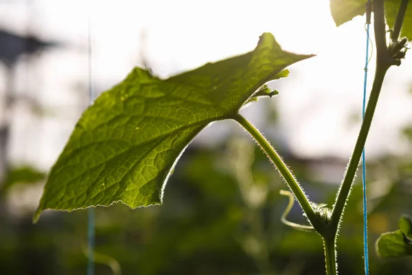 Green cucumber sprouts growing in greenhouse. Sunny hot house with green crops growing in the sun. Natural organic food grow indoor. Farm glasshouse background.