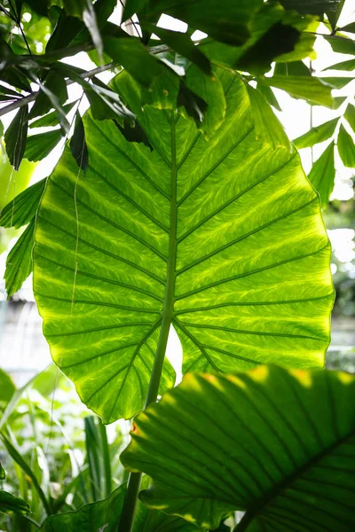熱帯植物園で Cococasia Esculenta 作物の大きな緑の葉します 自然の美しさをクローズ アップ 植物園の温室で栽培されている珍しいエキゾチックな植物 — ストック写真