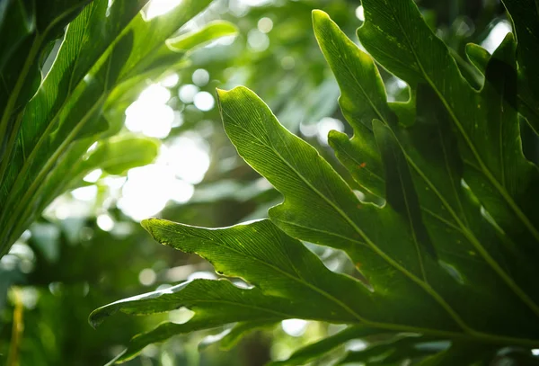 Egzotik Nadir Lambertii Klotzsc Bitki Botanik Bahçesi Serada Yetiştirilen Kapalı — Stok fotoğraf