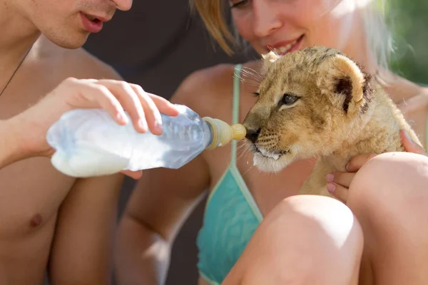 Photo Collection Two Month Old Male Lion Cub Very Cute — Stock Photo, Image