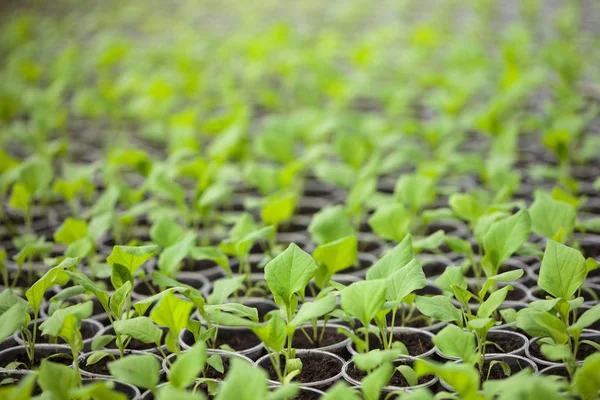 绿色房屋中一排排的绿色植物幼苗 在肥沃的土壤中 在温室的阳光下种植了栽培的芽 在宏观上接近了浅层景深 没有模型 — 图库照片