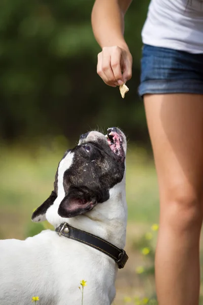 Genç Esmer Kız Parkta Onun Sağlıklı Genç Bulldog Ile Oynarken — Stok fotoğraf