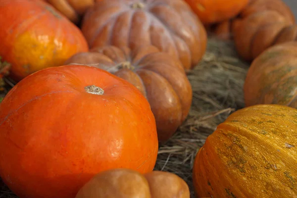 Autumn harvest symbol - assortment of pumpkin vegetables. Fresh natural food,ripe vegetable to prepare dinner. Cut orange pumpkins Jack-O-Lantern for Halloween celebration in November.Cook tasty squash dishes