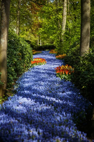 Lindas Flores Jacinto Uva Azul Florescem Jardim Primavera Papel Parede — Fotografia de Stock