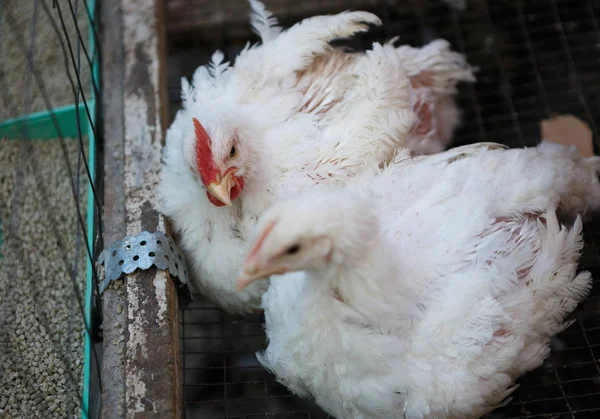 Alimentador Frango Aves Capoeira Forragem Aves Agrícolas Com Incubadora Food — Fotografia de Stock