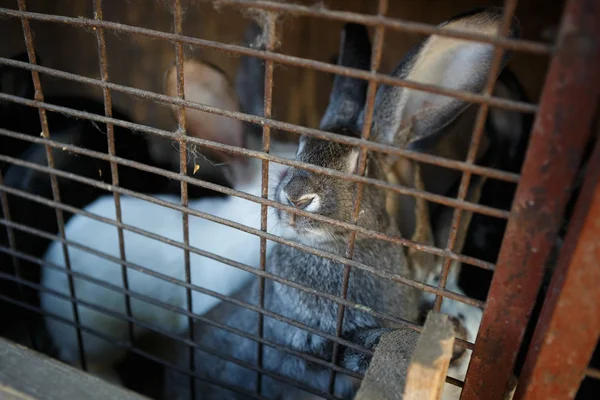 Gros Plan Lapins Domestiques Cage Ferme Animale — Photo