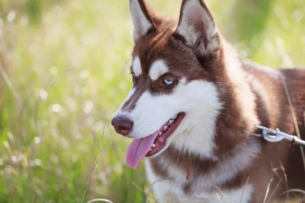 Porträt Eines Schwer Atmenden Sibirischen Huskyhundes Braunes Fell Und Strahlend — Stockfoto