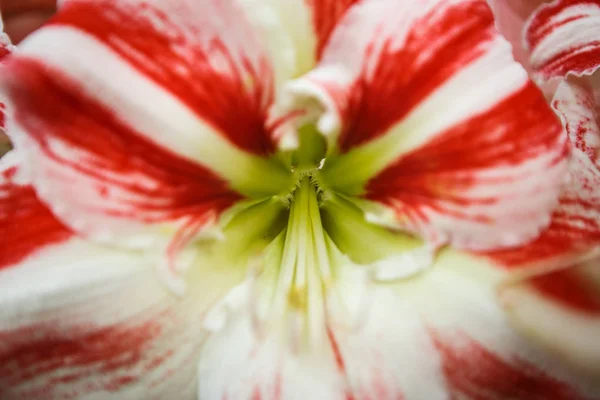 Красиві Барвисті Червоні Жовті Квіти Цикламен Цвітуть Навесні Декоративні Шпалери — стокове фото