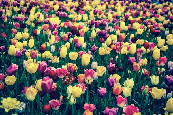 Belles Fleurs Tulipes Différentes Colorées Fleurissent Dans Jardin Printemps Papier — Photo