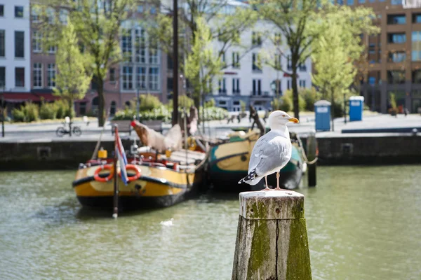 Amsterdam Holandia Kanał Amsterdamie Holandia — Zdjęcie stockowe