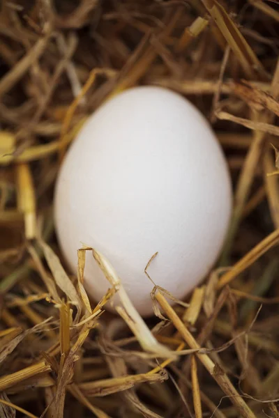 Zavřete Makro Fotografii Domácí Slepičí Vejce Hnízdě Sena Kurníku Tento — Stock fotografie