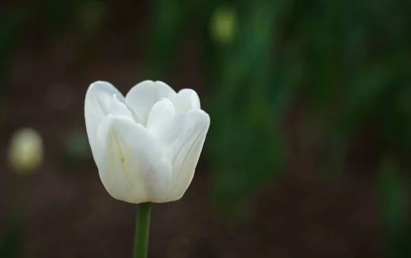 Une Belle Fleur Tulipe Blanche Pousse Dans Jardin Vert Foncé — Photo