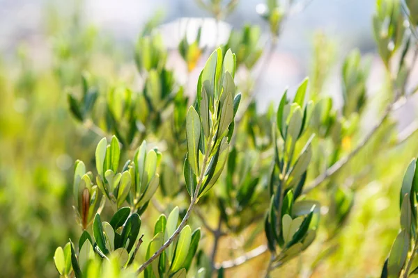 Groene Olijfboom Close Herfst Oogst Van Olijven Groeien Felle Zomerzon — Stockfoto