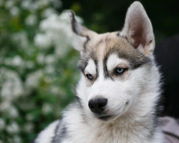 Portræt Beaitul Lille Sibiriske Husky Hvalpe Yndig Indenlandsk Dog Purebred - Stock-foto
