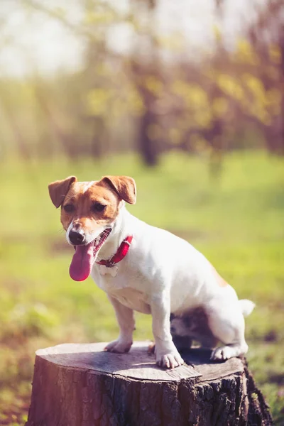 Yeşil Park Küçük Jack Russell Köpek Yavrusu Sevimli Küçük Yerli — Stok fotoğraf