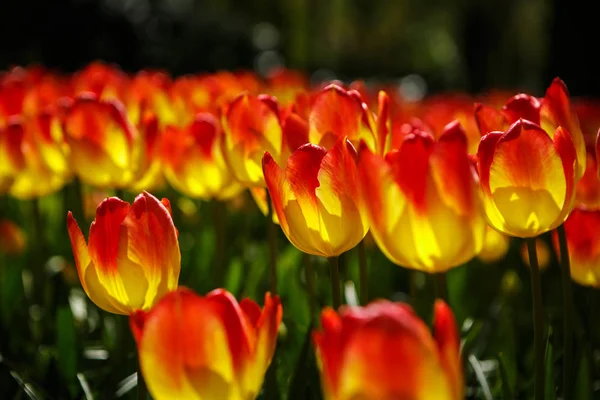 Красивые Красочные Цветы Тюльпанов Цветут Весеннем Саду Декоративные Обои Экзотическими — стоковое фото