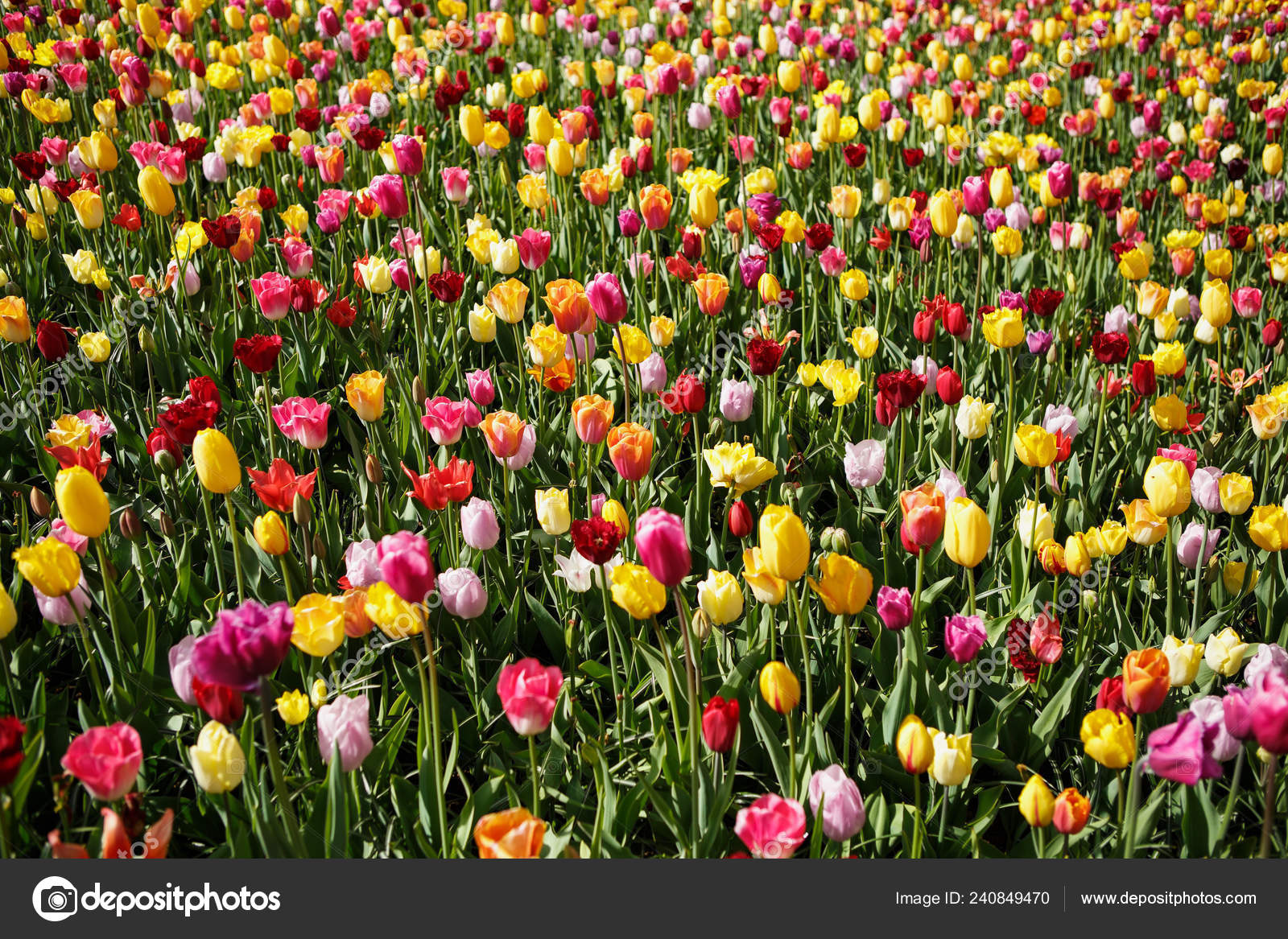 美しいチューリップ花が咲き春の庭 春にはチューリップで装飾的な壁紙 自然ポスターの美しさ 鮮やかな自然の色 ストック写真 C Hurricanehank