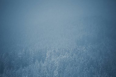 Karpat Dağları'nda düşük sıcaklık ile sıkıcı kış günü. Karpatlar tepelerinde karda yaşlı ağaçlarda