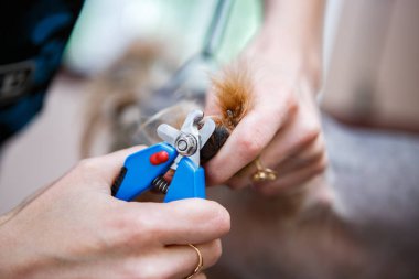 Profesyonel hayvan damat uzmanı Köpekler veteriner kliniğinde clipper makasla çivi keser. Köpek bakım salonu içinde göz kulak ol. Kadın köpek yavrusu pençe içinde hayvan hastalıklarıyla ilgili kabine kesmek için kerpeten kullanır