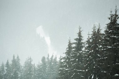 Orman ağaçları Karpat Dağları'nda karda